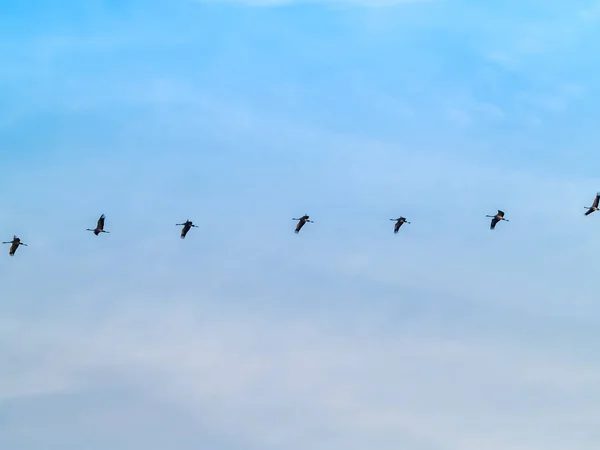 Aves Volando Cielo Azul España — Foto de Stock
