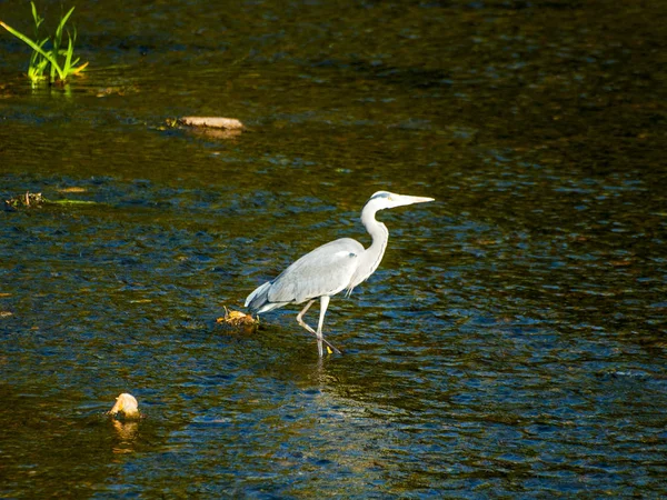 View Section Reservoir Almendra Salamanca Spain Water Bird — Stock Photo, Image