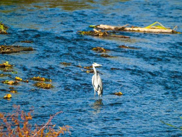 View Section Reservoir Almendra Salamanca Spain Water Bird — Stock Photo, Image