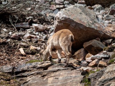 İber yabani keçileri (Capra pyrenaica) Salamanca, İspanya'da dağda otlayıp tırmanıyor