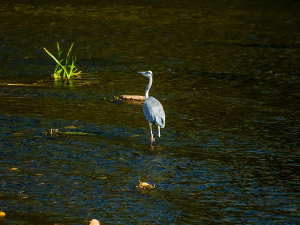 View Section Reservoir Almendra Salamanca Spain Water Bird — Stock Photo, Image