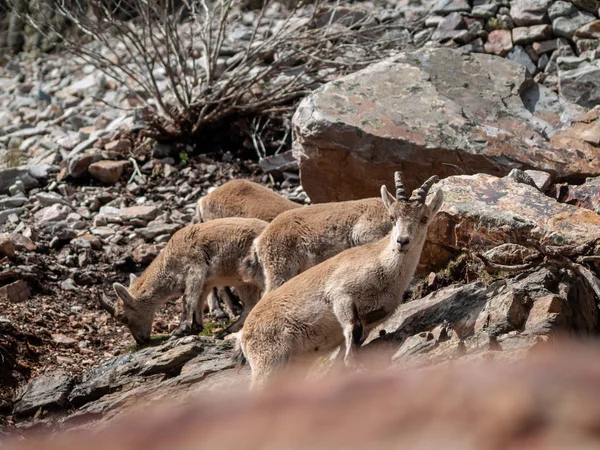 イベリアの野生のヤギ カプラピレナイカ サラマンカ スペインの山で放牧と登山 — ストック写真