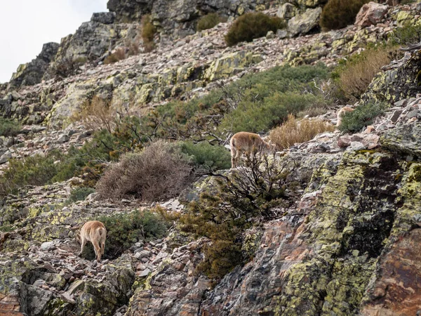 イベリアの野生のヤギ カプラピレナイカ サラマンカ スペインの山で放牧と登山 — ストック写真