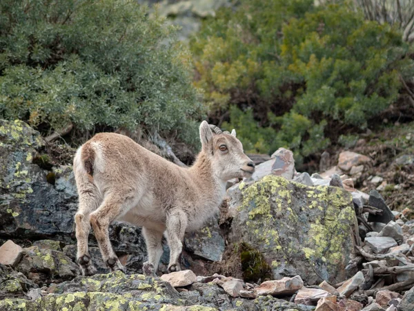 イベリアの野生のヤギ カプラピレナイカ サラマンカ スペインの山で放牧と登山 — ストック写真