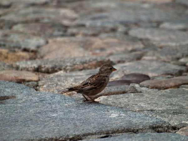 Vogel Sitzend Aus Nächster Nähe Wildes Leben — Stockfoto