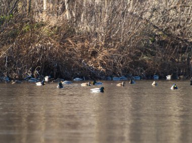Salamanca, Ispanya 'da gölde kuşlar             