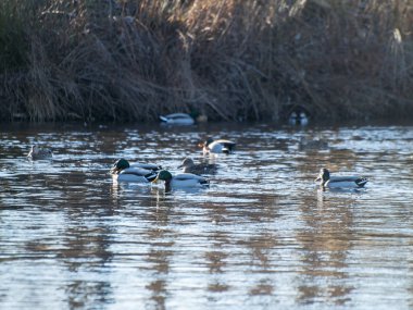 Salamanca, Ispanya 'da gölde kuşlar             