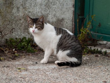 Köyün iç kedi