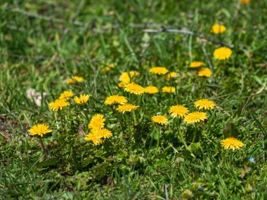 Dandelions Bahar üzerinde bir bahçede çiçek üzerinde