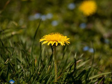 Dandelions Bahar üzerinde bir bahçede çiçek üzerinde
