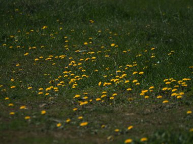 Dandelions Bahar üzerinde bir bahçede çiçek üzerinde