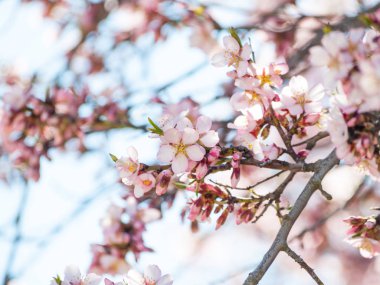 elma ağacı çiçeği ilkbaharda yakın çekim