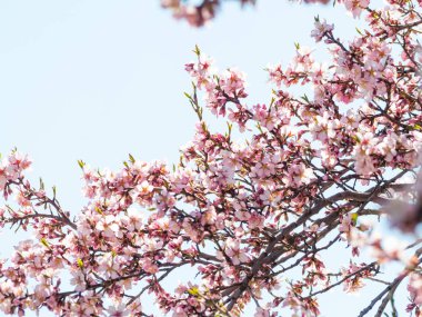 elma ağacı çiçeği ilkbaharda yakın çekim