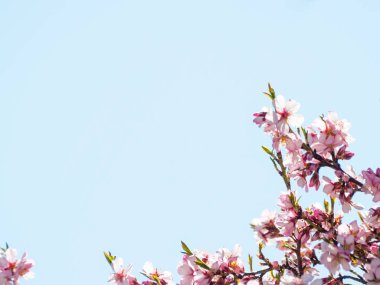 elma ağacı çiçeği ilkbaharda yakın çekim