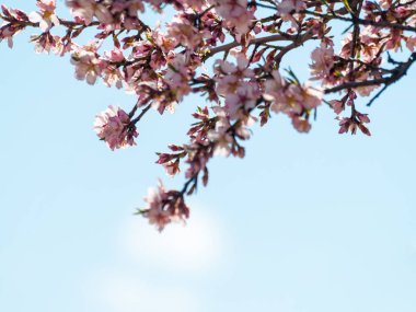 elma ağacı çiçeği ilkbaharda yakın çekim