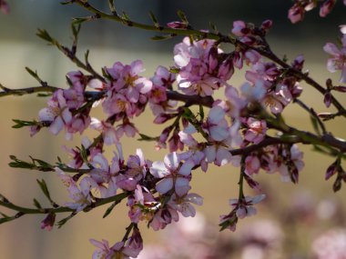 elma ağacı çiçeği ilkbaharda yakın çekim
