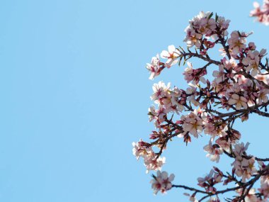 elma ağacı çiçeği ilkbaharda yakın çekim