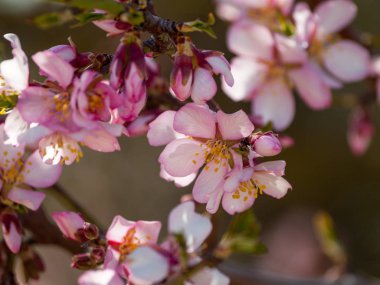 elma ağacı çiçeği ilkbaharda yakın çekim
