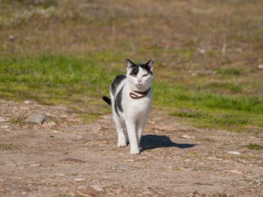 açık havada kedi yürümekten yakın çekim 