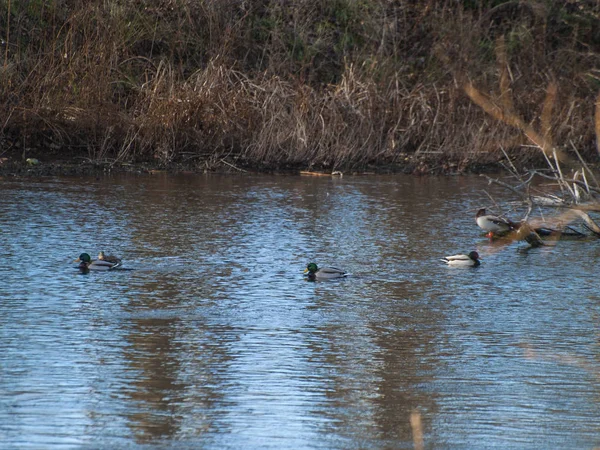 Vögel Auf Dem See Salamanca Spanien — Stockfoto