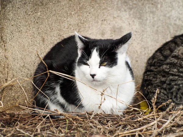 Gato Doméstico Aldeia — Fotografia de Stock