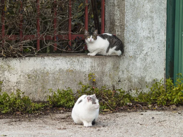 Домашние Кошки Деревне — стоковое фото