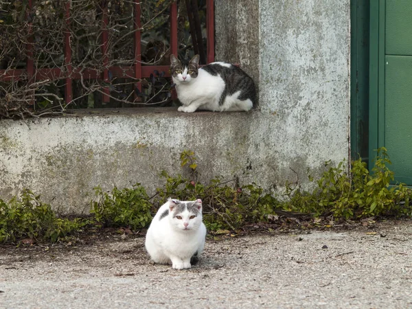 Tamkatter Byn — Stockfoto