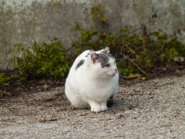 村の猫 — ストック写真