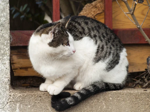 Gatto Domestico Nel Villaggio — Foto Stock