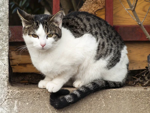 Huskatten Byn — Stockfoto