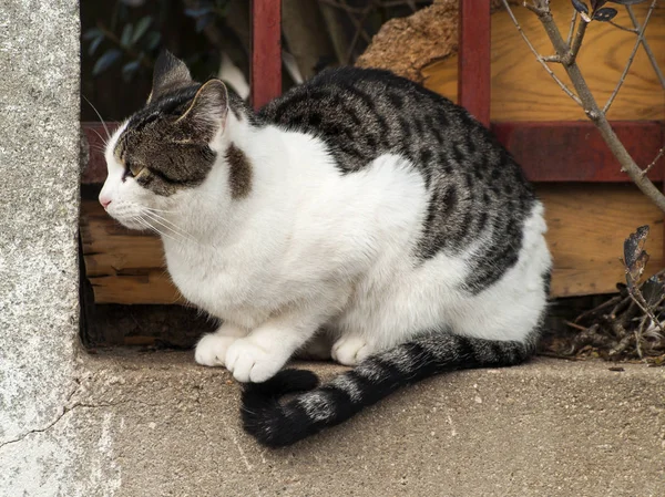 Gato Doméstico Aldeia — Fotografia de Stock