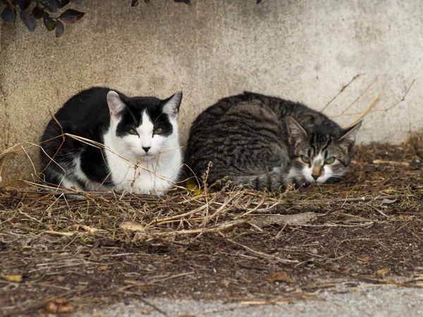 Domestic Cats Village — Stock Photo, Image