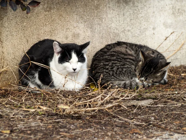 Домашние Кошки Деревне — стоковое фото