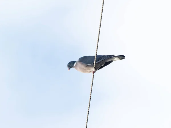 Vogel Zit Draad — Stockfoto