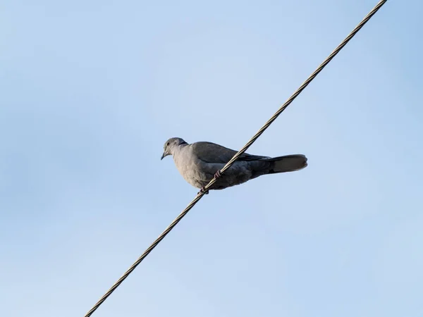 Pájaro Está Sentado Alambre — Foto de Stock