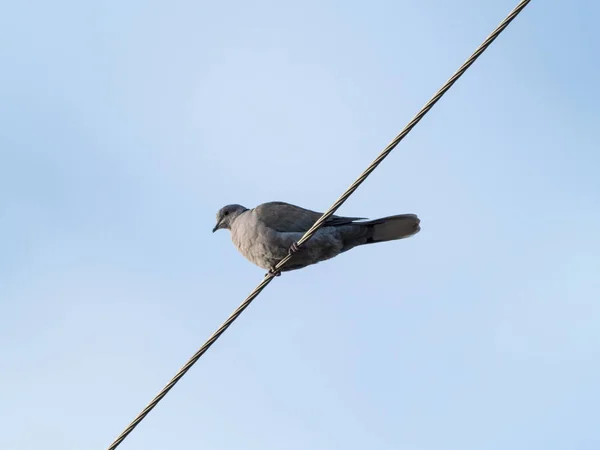 Pájaro Está Sentado Alambre — Foto de Stock