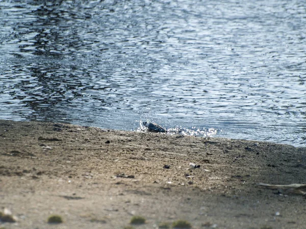 Oiseau Nageant Dans Eau Dans Une Rivière — Photo