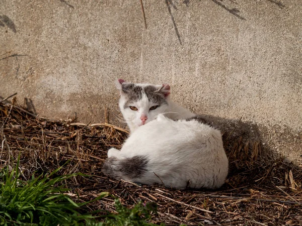 Домашняя Кошка Деревне — стоковое фото