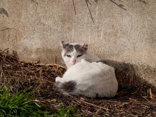 Huskatten Byn — Stockfoto