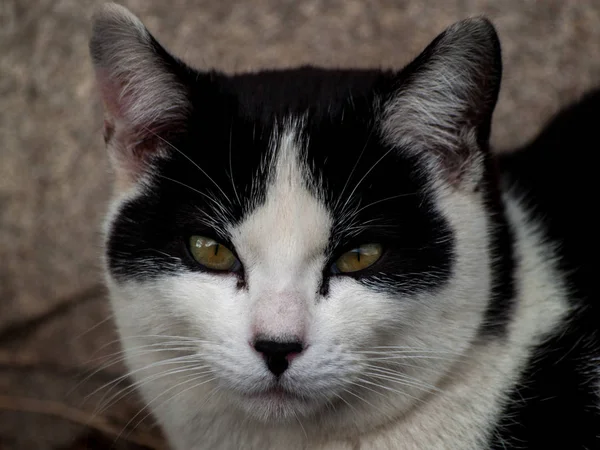 Gato Doméstico Aldeia — Fotografia de Stock