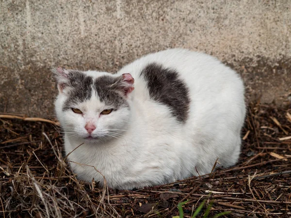 Gatto Domestico Nel Villaggio — Foto Stock