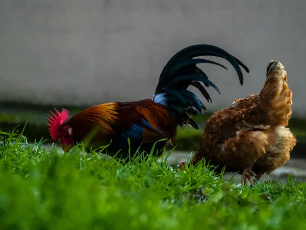 Huhn Und Hahn Hof — Stockfoto