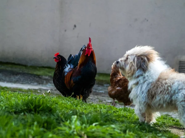 chicken and dog  on a farm in  Salamanca, Spain