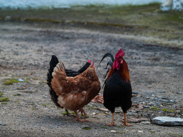  hens  and cock on a farm in  Salamanca, Spain