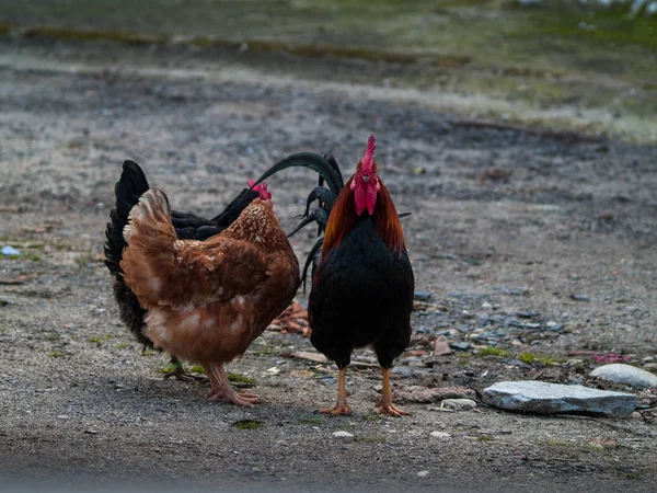 Kippen Haan Een Boerderij Salamanca Spanje — Stockfoto