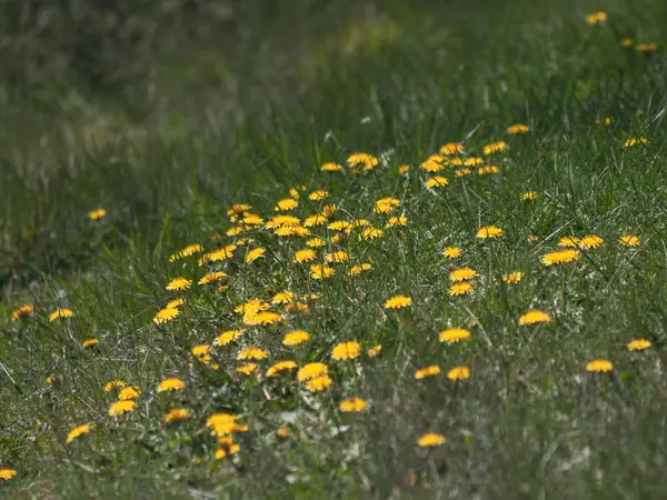 Denti Leone Fioritura Primavera Giardino — Foto Stock