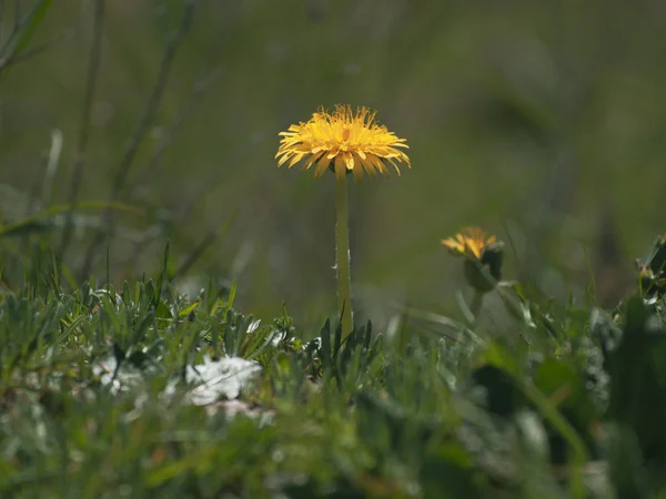 Pissenlits Sur Floraison Printemps Dans Jardin — Photo