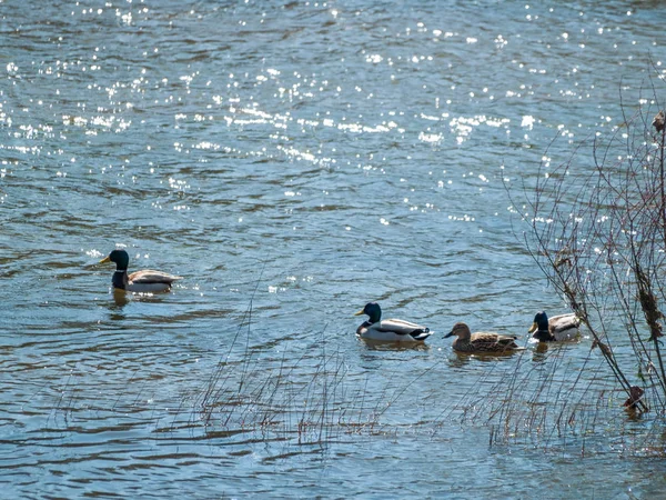 Mallard Ördekleri Anas Platyrhynchos Bir Nehirde Suda Yüzme — Stok fotoğraf