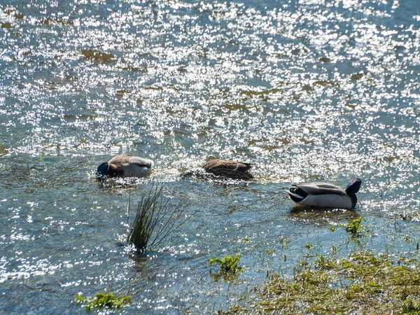 Stockente Anas Platyrhynchos Schwimmt Wasser Eines Flusses — Stockfoto