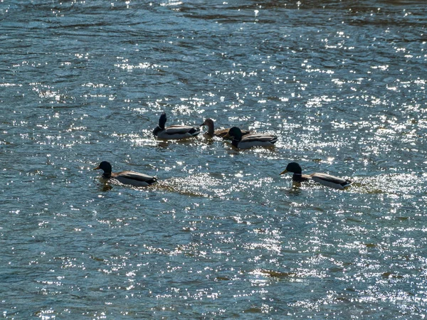Kaczki Krzyżowe Anas Platyrhynchos Pływanie Wodzie Rzece — Zdjęcie stockowe